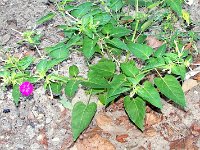 Flowers 20 River Walk